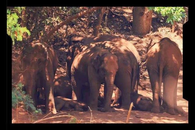 龍工電動(dòng)叉車